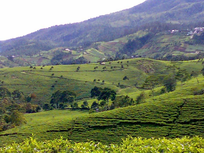 Kebun teh Kemuning